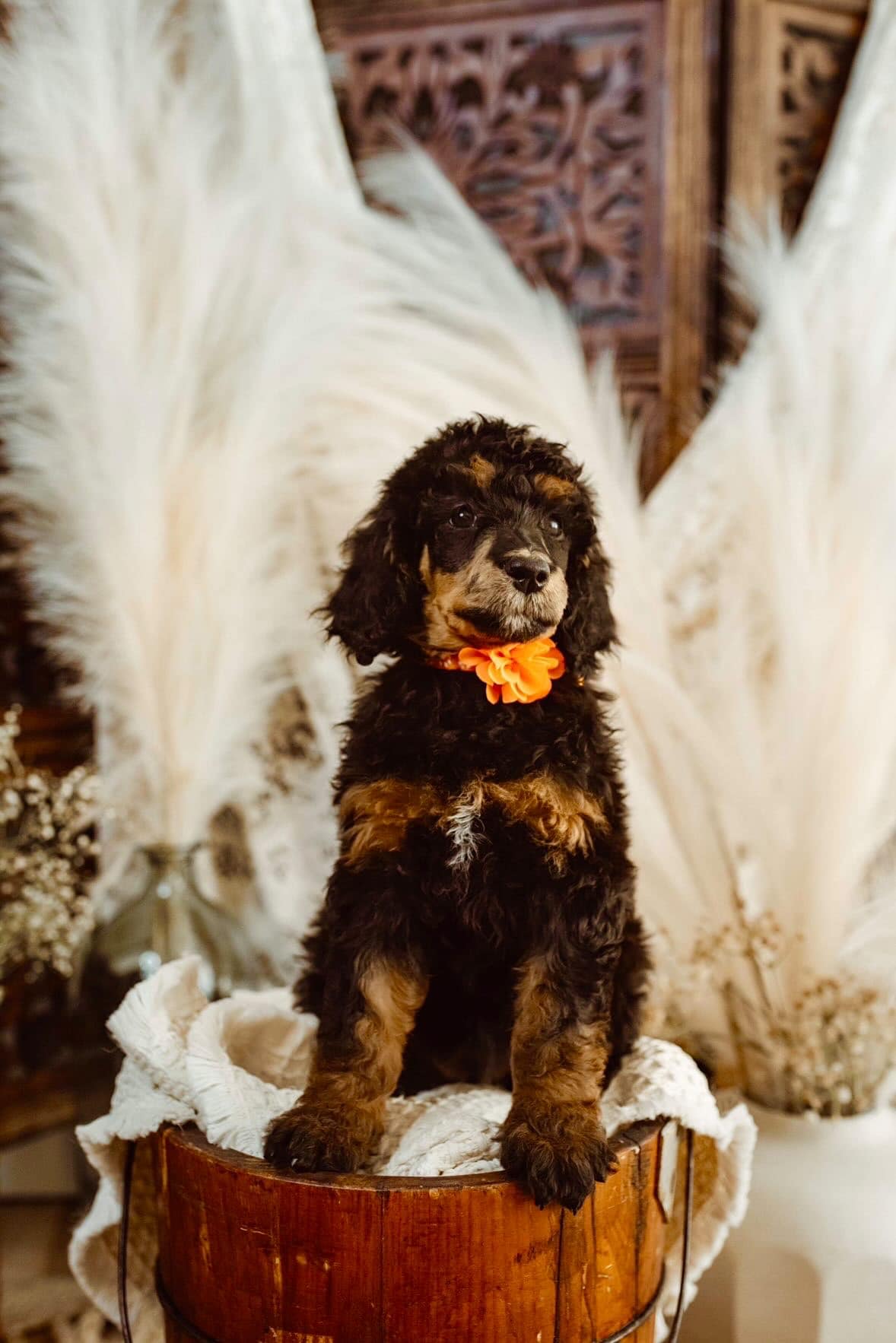 photo of bernedoodle puppies for sale in kansas